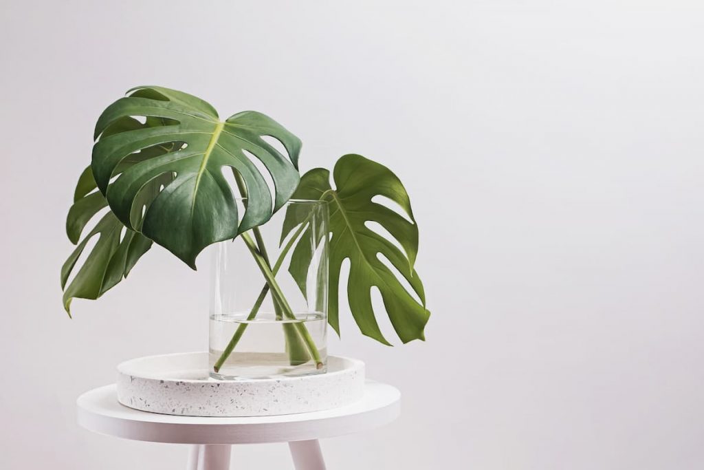 Monstera leaves in a glass vase