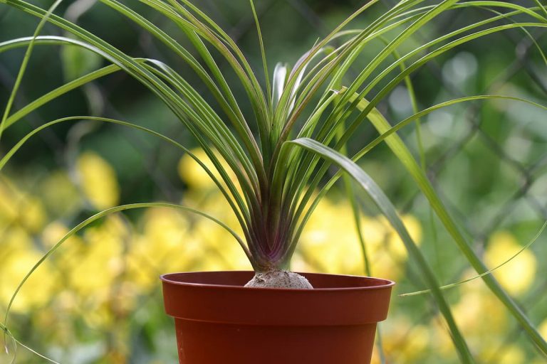 Ponytail Palm featured image