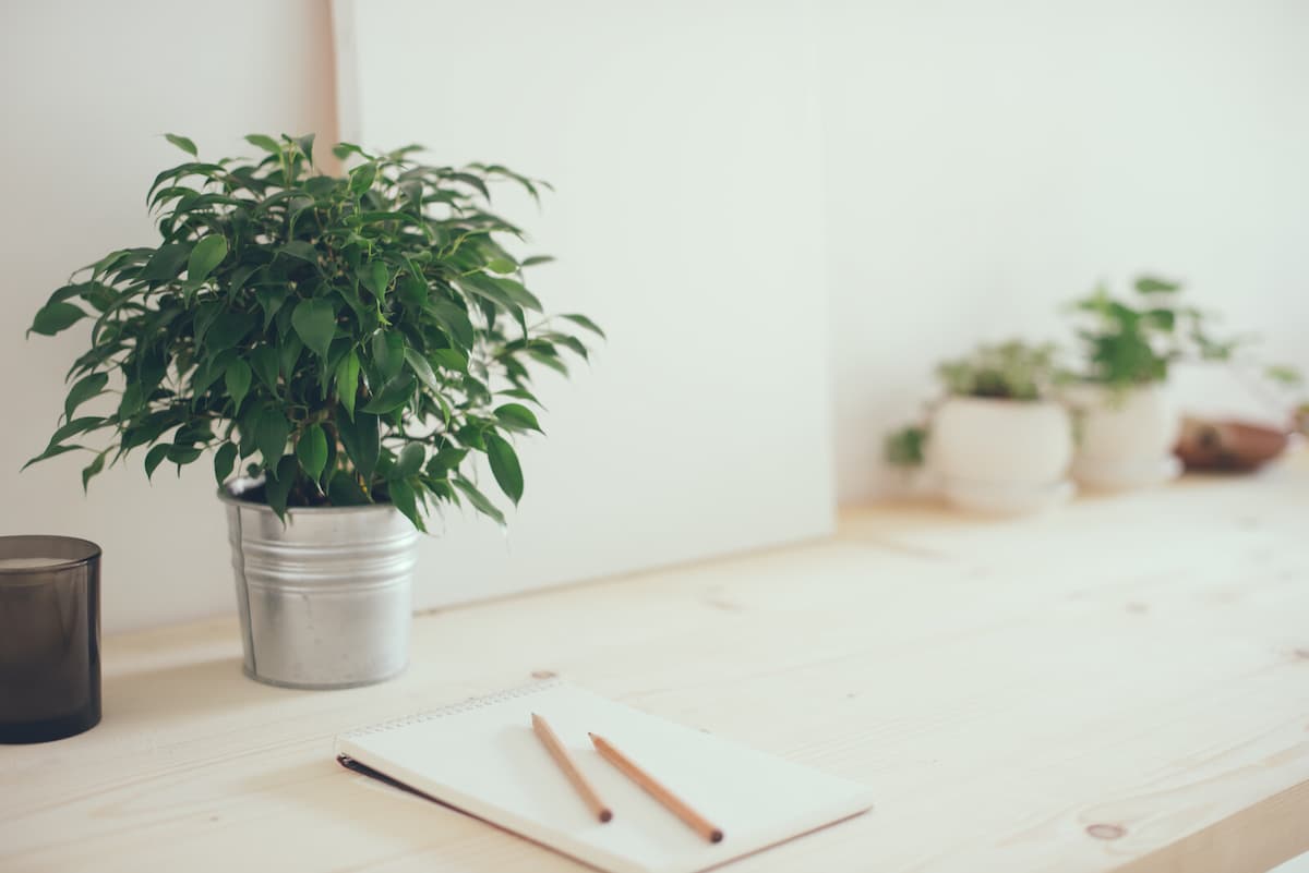 10 Best Plants for an Office With No Windows