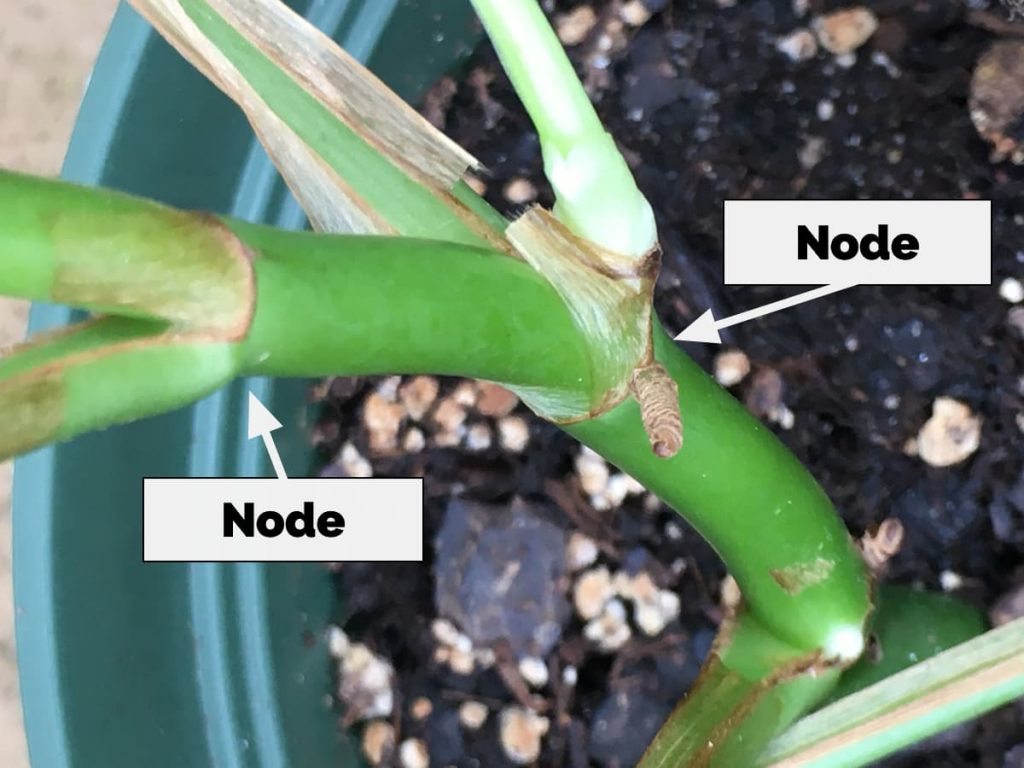 How to Identify a Monstera Node
