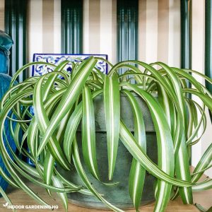 Spider Plant Leaves Curling? Here Are 4 Causes and Solutions