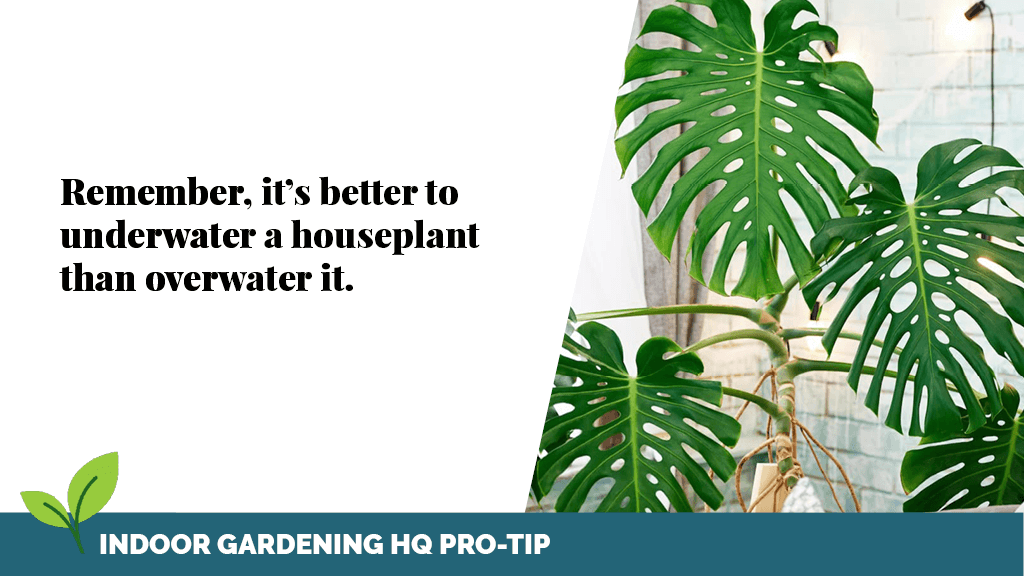 Pro-tip: Remember, it's better to underwater a houseplant than overwater it.