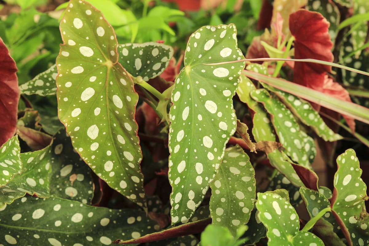 How To Grow Begonia maculata (Polka Dot Begonia): Complete Care Guide