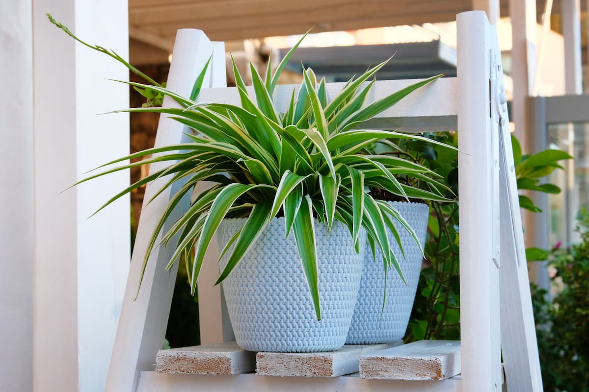 5 Best Spider Plant Pots + How to Make the Right Choice