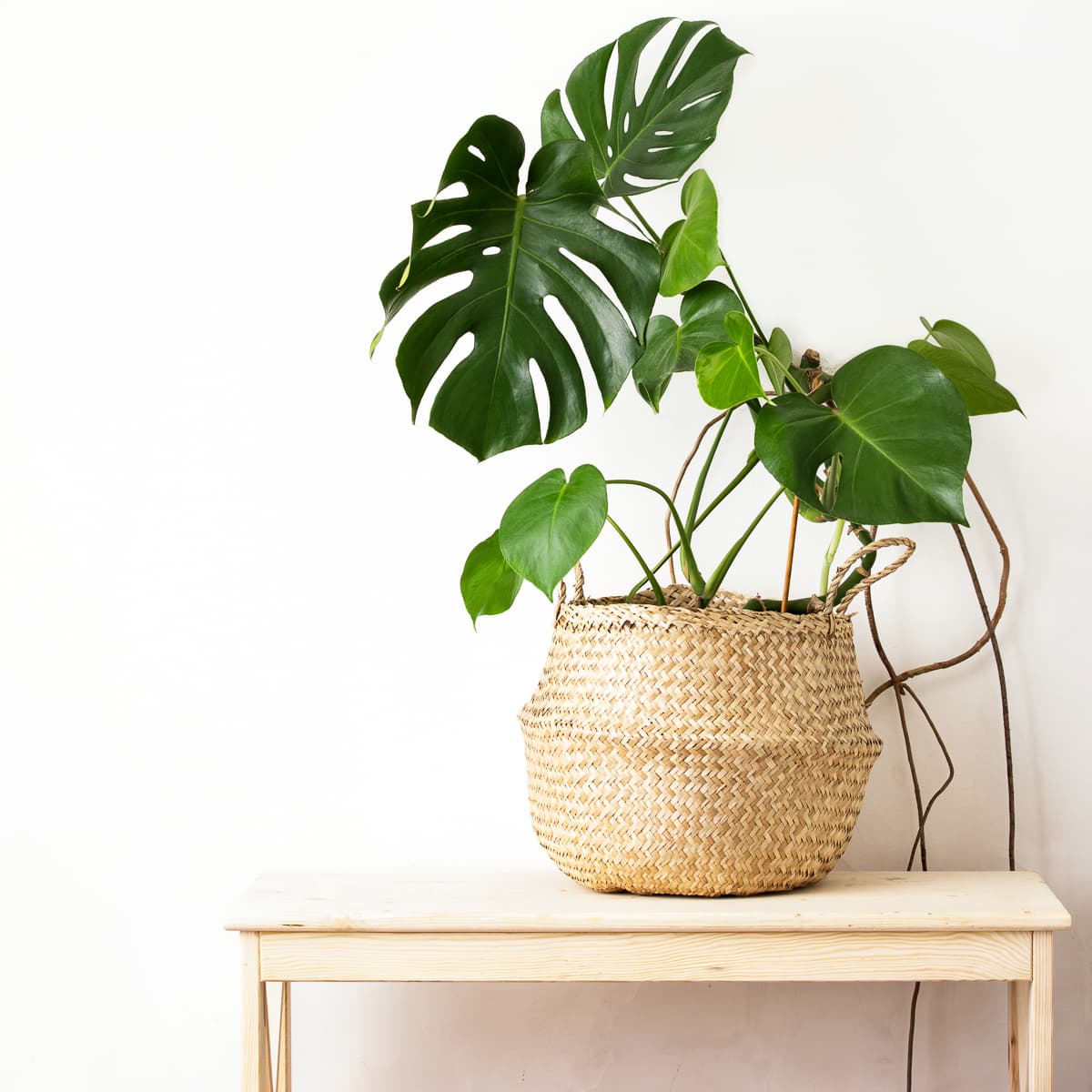 How To Choose the Best Pot for Monstera Plants: A Comprehensive Guide