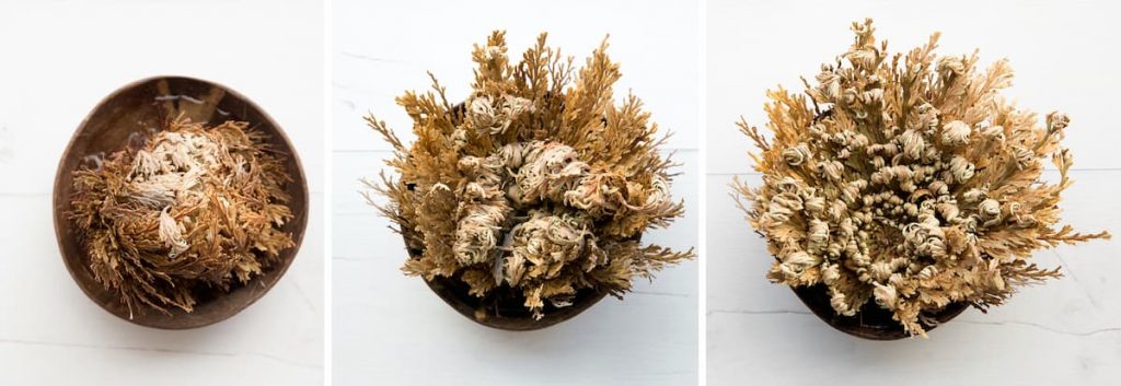 Rose of Jericho - different stages