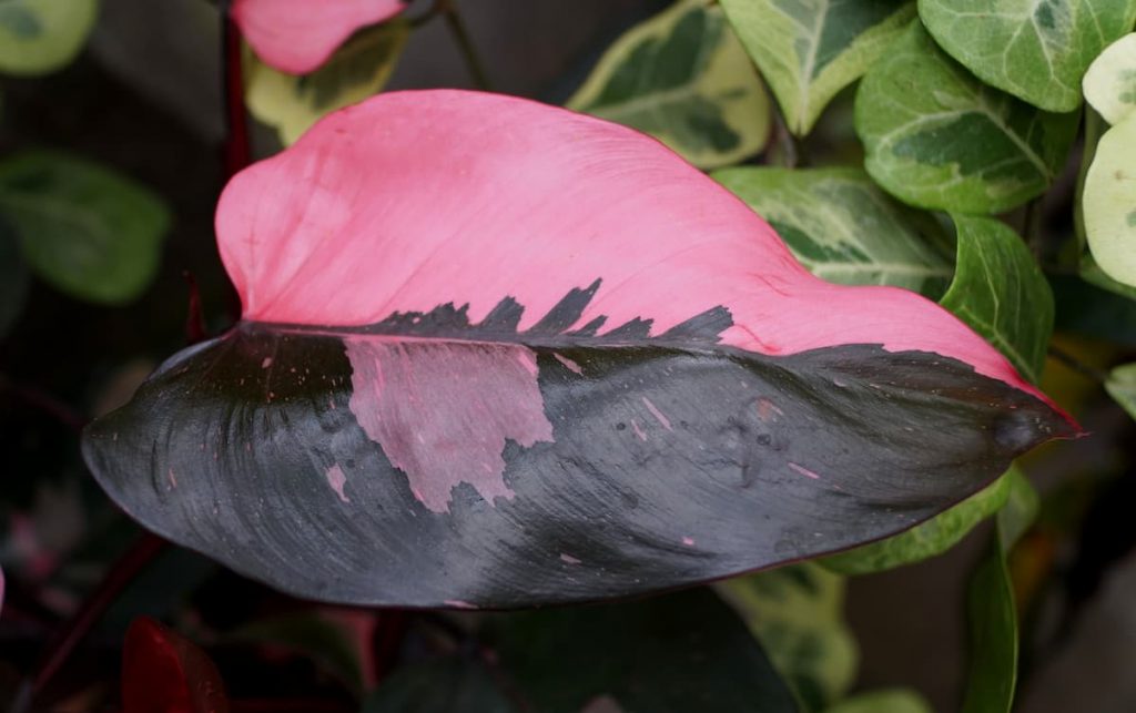 Philodendron Pink Princess pink and black leaf close-up