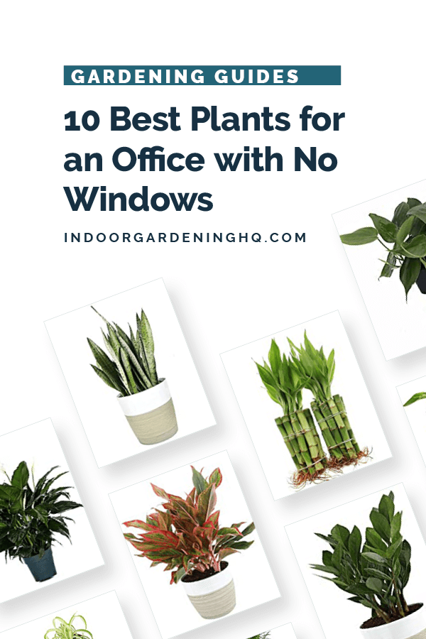 best indoor plants for office with no windows