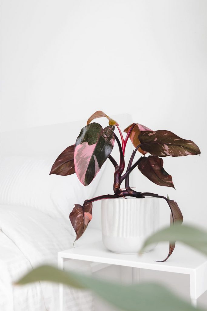 Philodendron Pink Princess plant in white pot