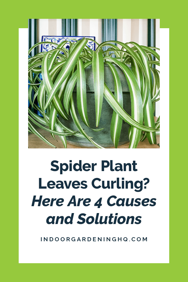 spider plant leaves curling under