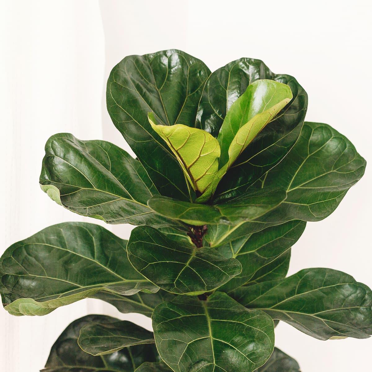 9 Best Grow Lights for Fiddle Leaf Fig