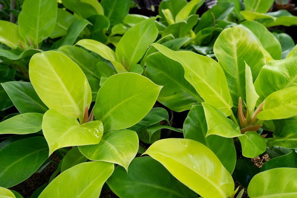 Philodendron Moonlight: Growing Guide and Easy Care Tips