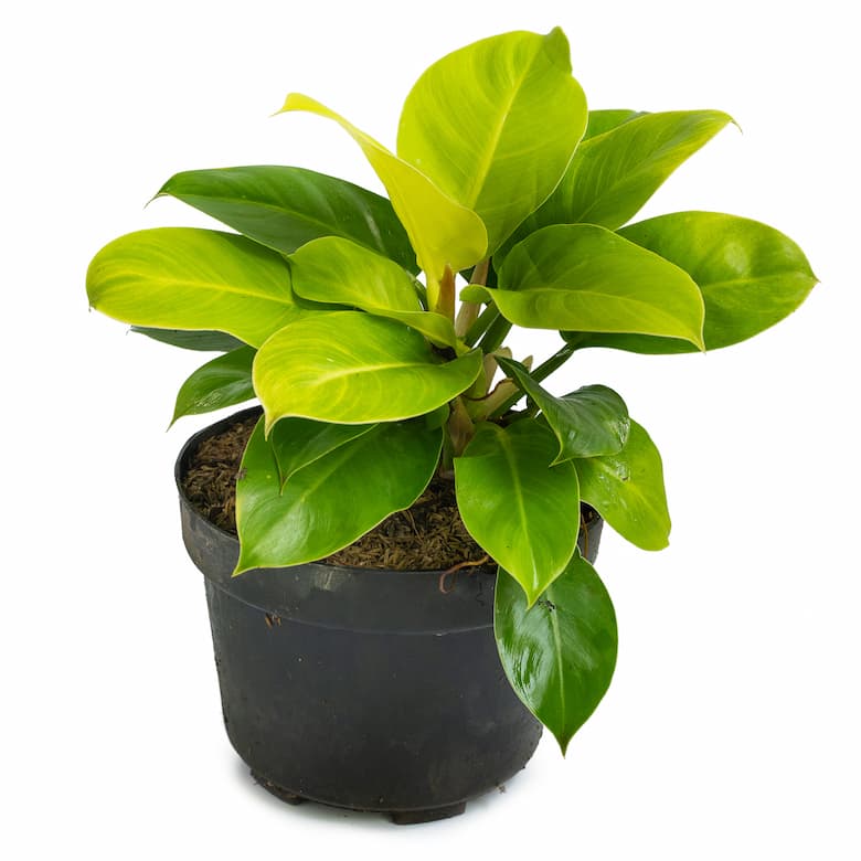 Moonlight Philodendron in a pot