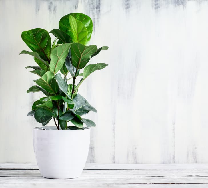 fiddle leaf fig against a white background with lots of natural light