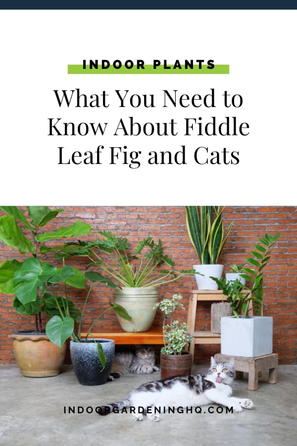 Pin: What You Need to Know About Fiddle Leaf Fig and Cats