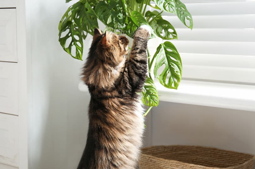 cat playing with monstera houseplant